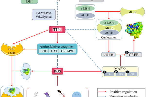 2 – Melanocyte Regulation & Tyrosinase Inhibitio 2 - Melanocyte Regulation & Tyrosinase Inhibitio