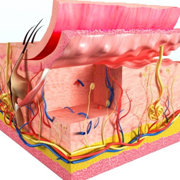 Fibroblast Activation & DermalActivation & Dermal Remodelin Fibroblast Activation & DermalActivation & Dermal Remodelin